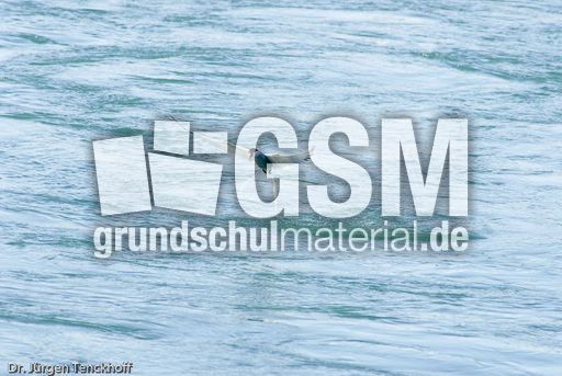 Küstenseeschwalbe (4 von 6).jpg